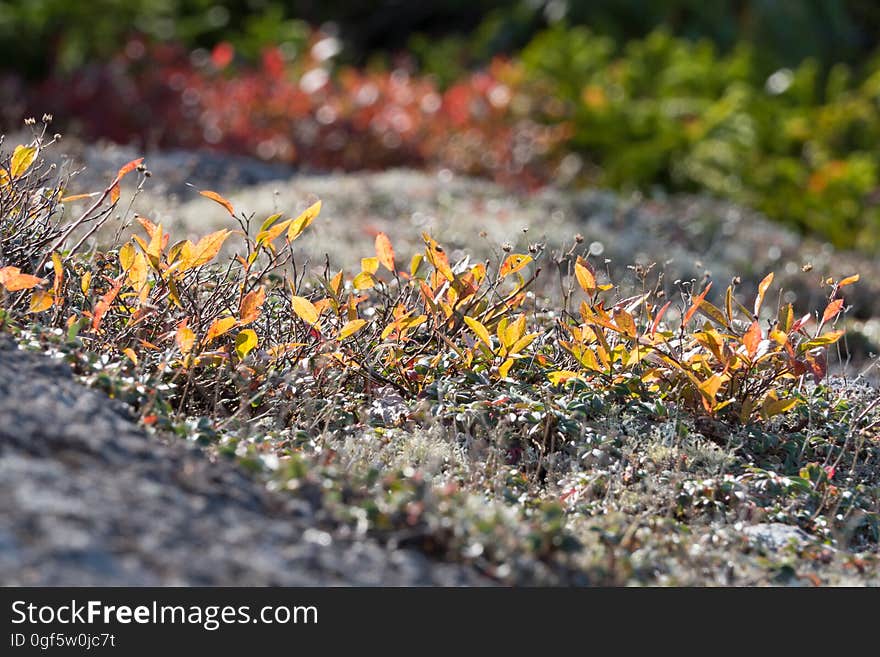 Sparkling ground growth near summit