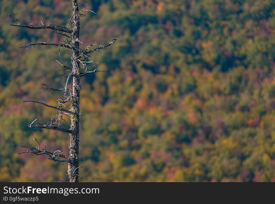Barren autumn scene