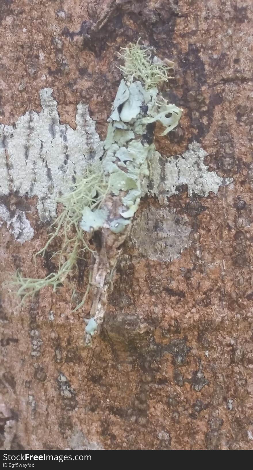 Bagworm moth on a tree with case made from beard lichen. Bagworm moth on a tree with case made from beard lichen.