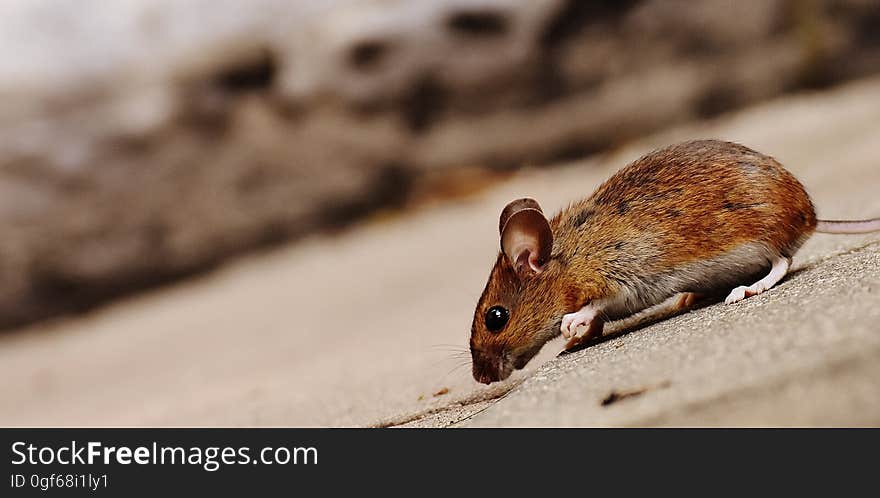 A little mouse walking outdoors.