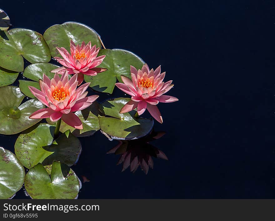 Closeup of pink water lilies.