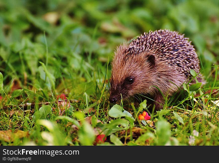 A hedgehog walking through the grass.