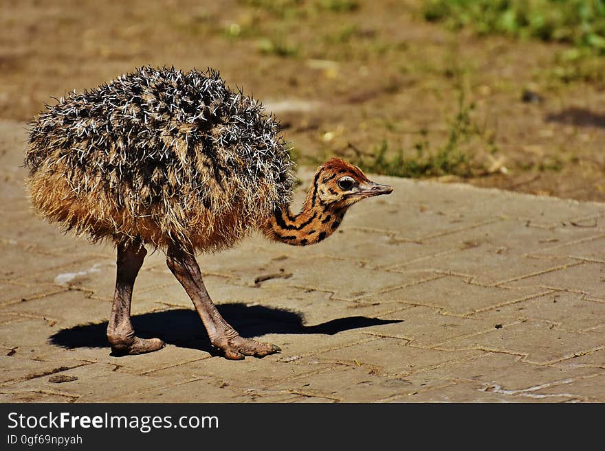 Small Ostrich Walking in Gray Pavement