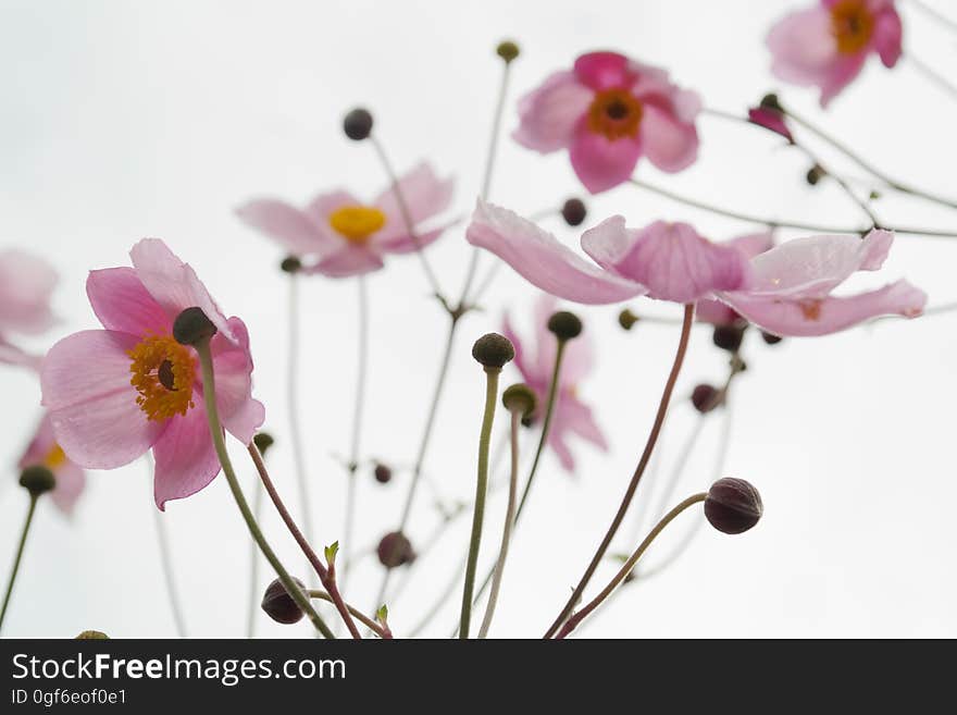 Pink Flowers