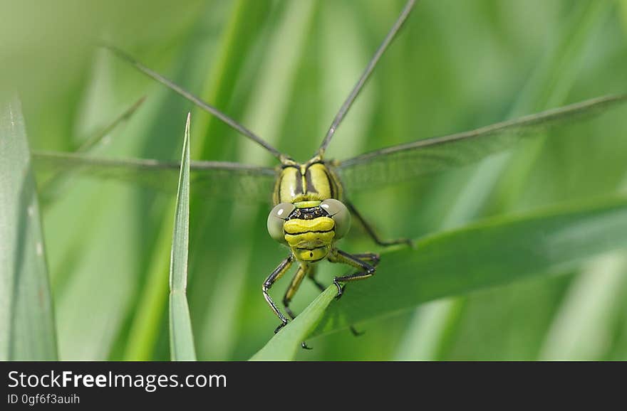 Green and Black Dragon Fly on the Grass Photography