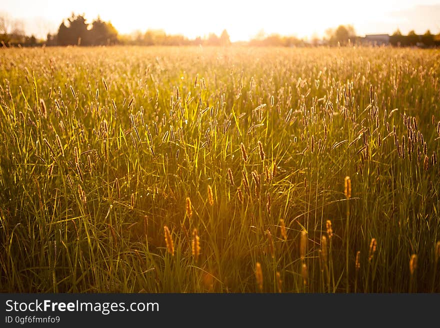 Scenic view of golden wheat field at sunset.