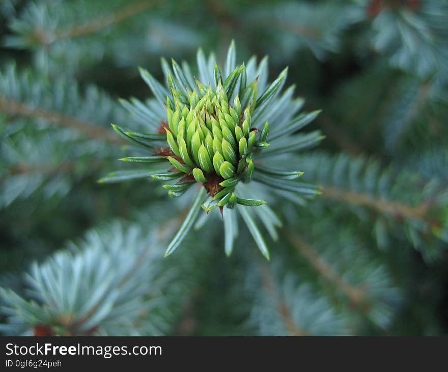 Vegetation, Flora, Spruce, Plant