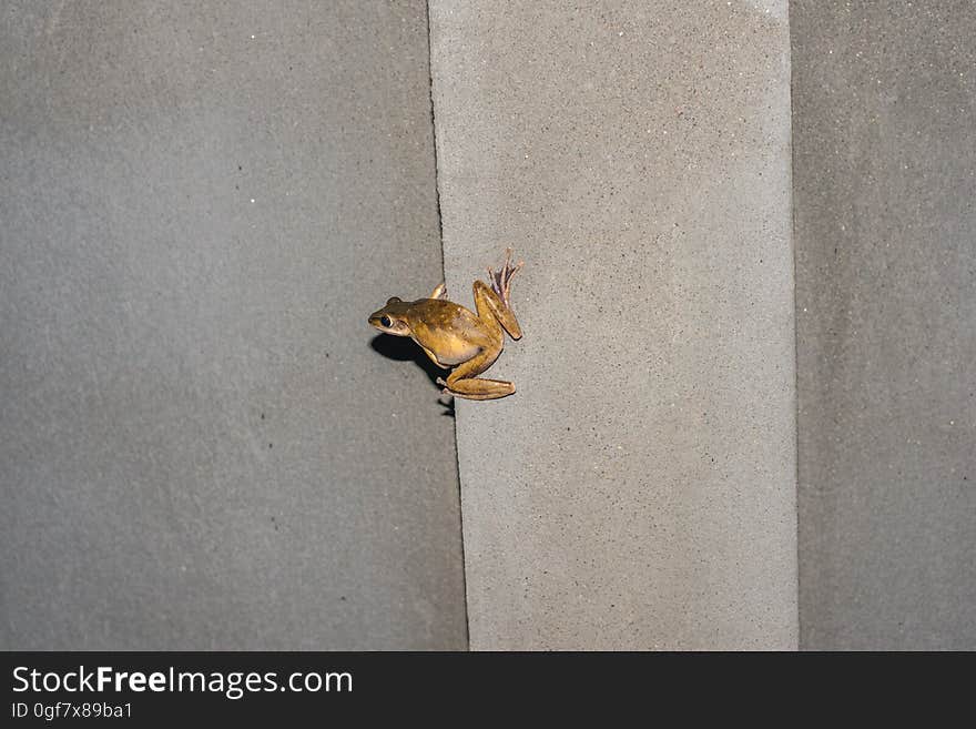 Frog on the wall