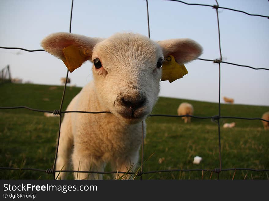 Curious Lamb In The Pasture.