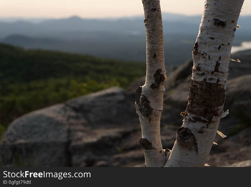 Lonely tree.