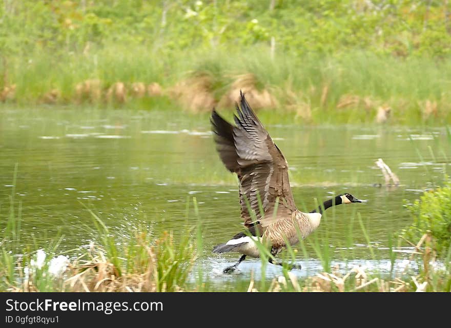 Finally got a little bit of action from the Canadian Geese out back. Wish I could of gotten an action shot at full resolution, but at least the video was rolling in 4K. Finally got a little bit of action from the Canadian Geese out back. Wish I could of gotten an action shot at full resolution, but at least the video was rolling in 4K.