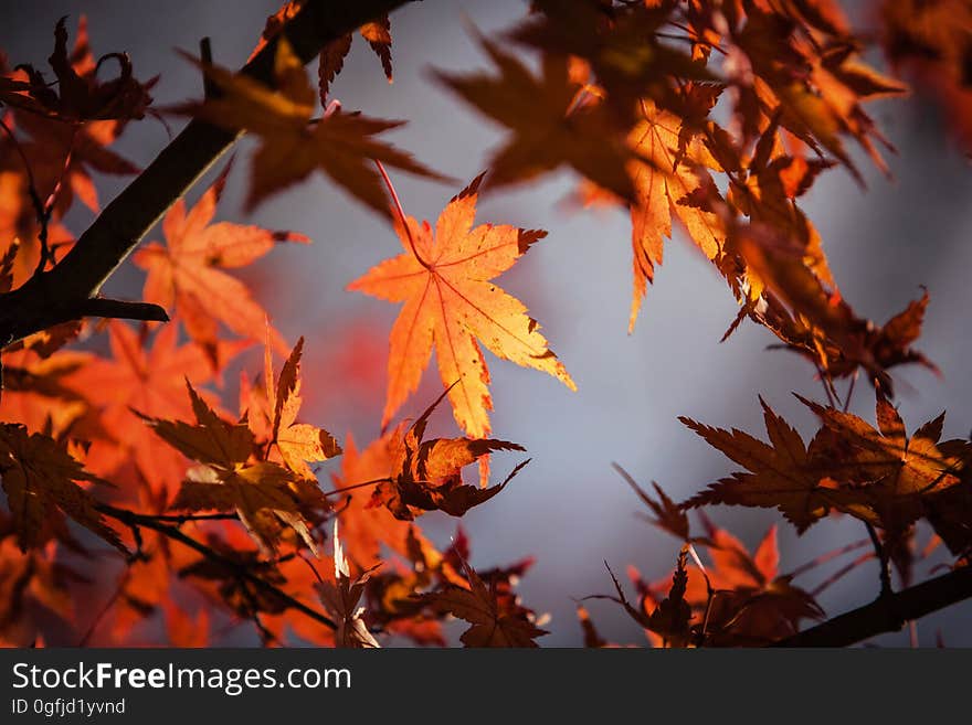 Close-up of Maple Leaves