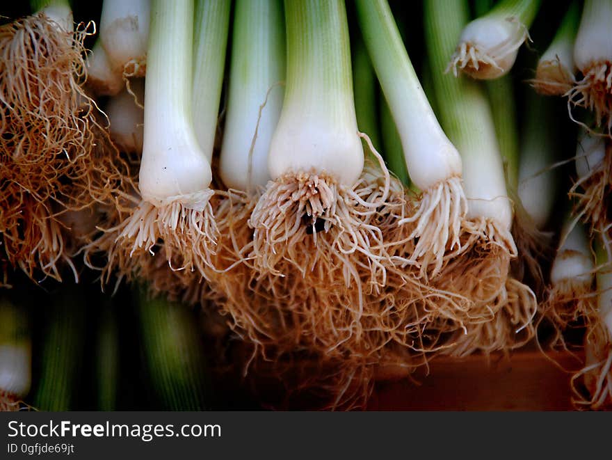 Close-up of Vegetables