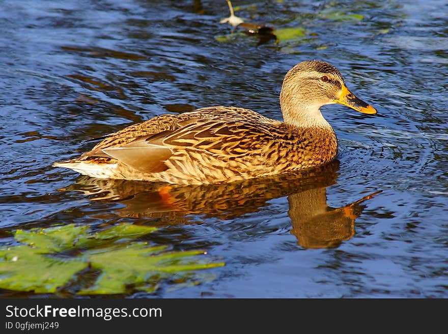 A duck swimming in a pond.