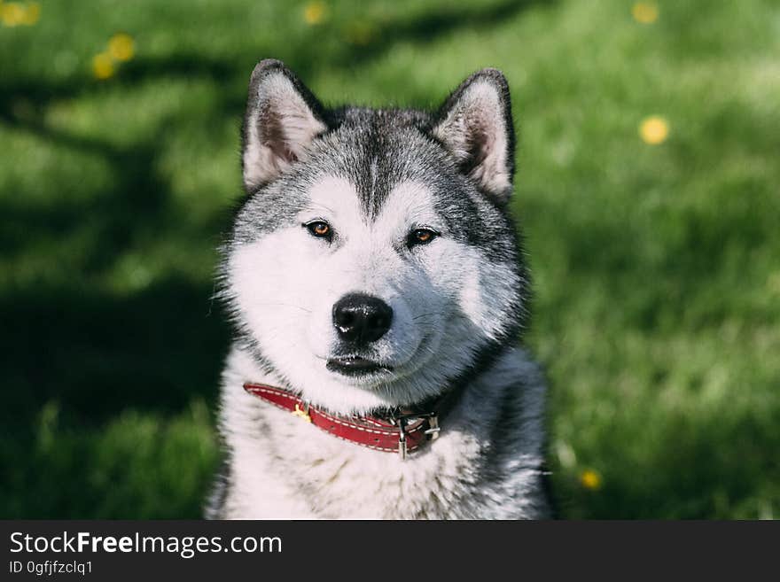 Portrait of a large husky.