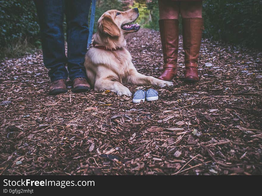 Dog (maybe golden retriever) lying on a path composed of wood chips between the feet of a man wearing shoes and a woman wearing brown knee length boots. Dog (maybe golden retriever) lying on a path composed of wood chips between the feet of a man wearing shoes and a woman wearing brown knee length boots.