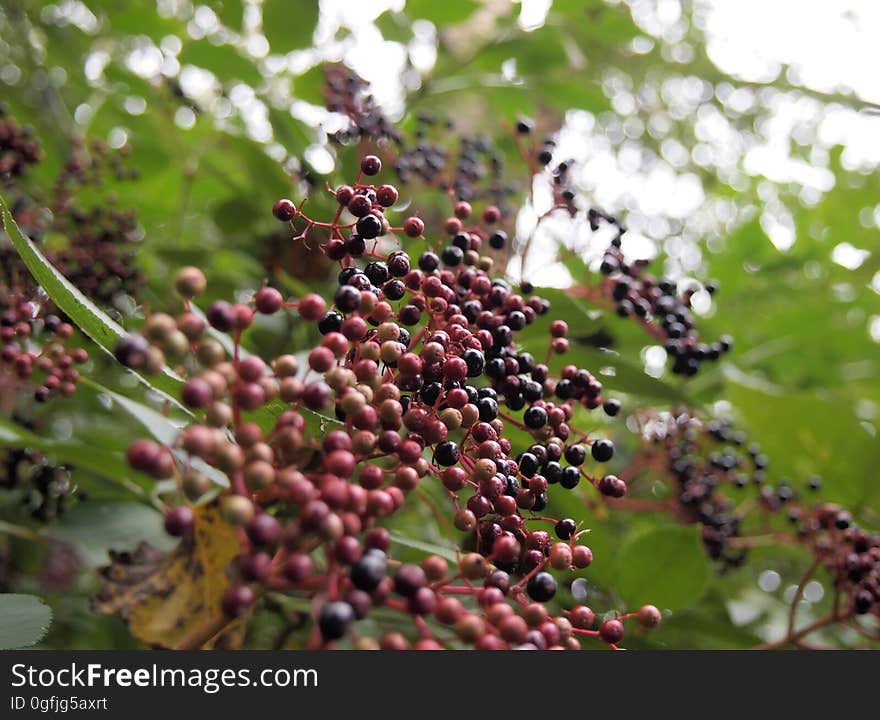 Close Up Photo of Black and Red Round Small Fruit during Daytime