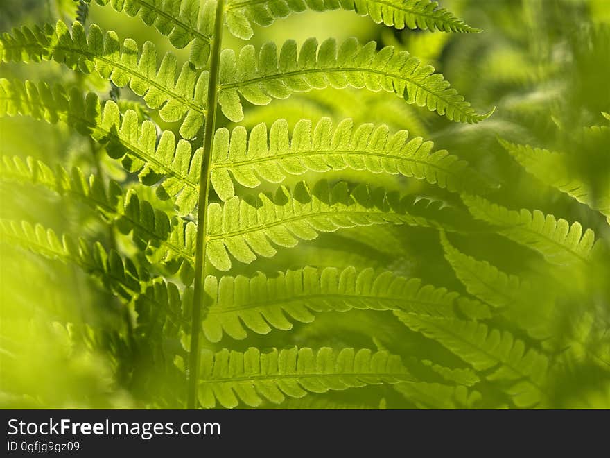 Vegetation, Plant, Ostrich Fern, Fern