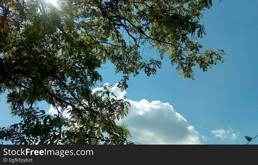 Heaven, the leaves and the pigeon