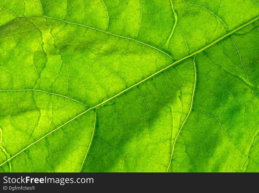 Large green leaf with veins