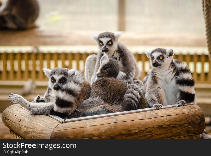 Lemur on Wooden Railings