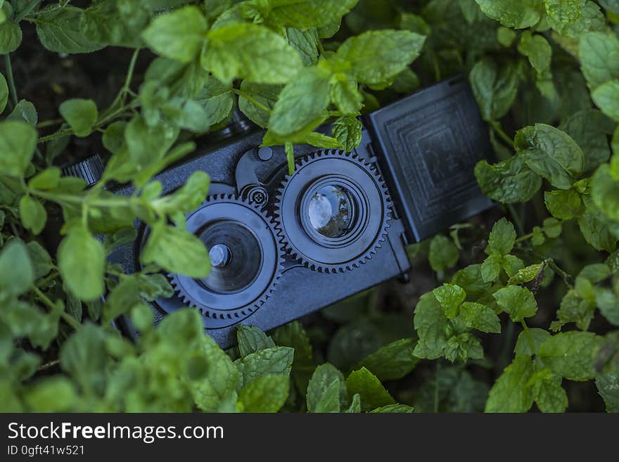 Security Camera Hidden Behind Plants