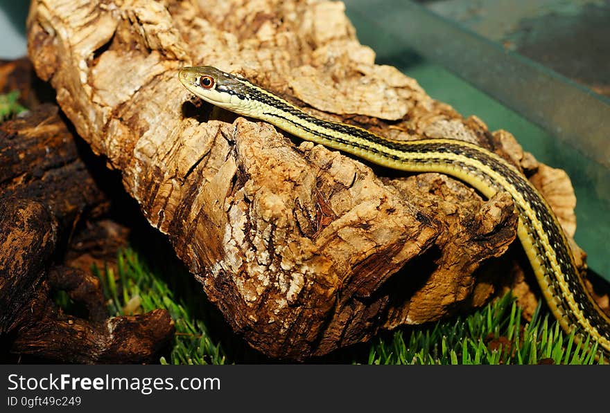 Garter Snake on Stone