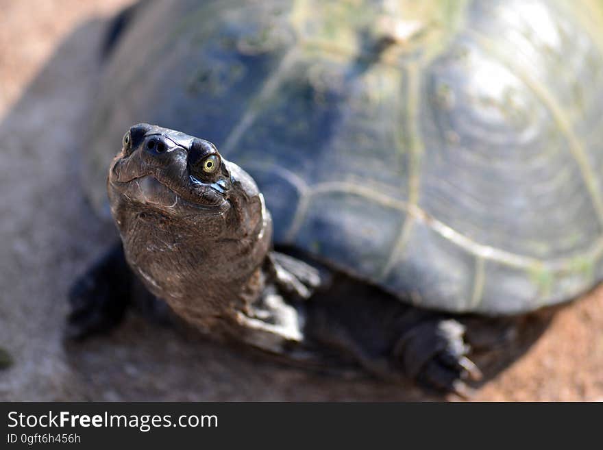 Turtle on Brown Ground