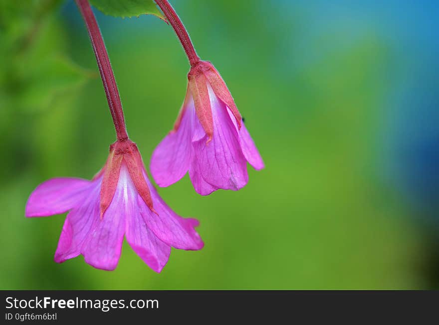 Purple blossoms hanging off a plant.