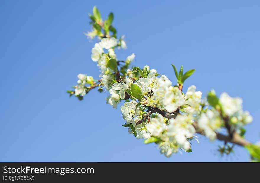 Low Angle Photo of White Clustered Flowers and Tiny Leaf