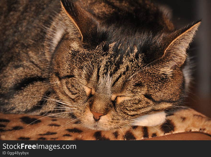 A close up of a sleeping tabby cat. A close up of a sleeping tabby cat.