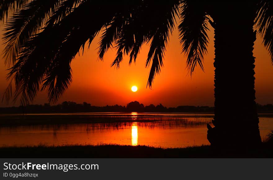 Orange landscape at sunset with large palm tree and fronds beside a shallow tranquil lake with rushes poking from the surface and in the distance the suggestion of forest. Orange landscape at sunset with large palm tree and fronds beside a shallow tranquil lake with rushes poking from the surface and in the distance the suggestion of forest.