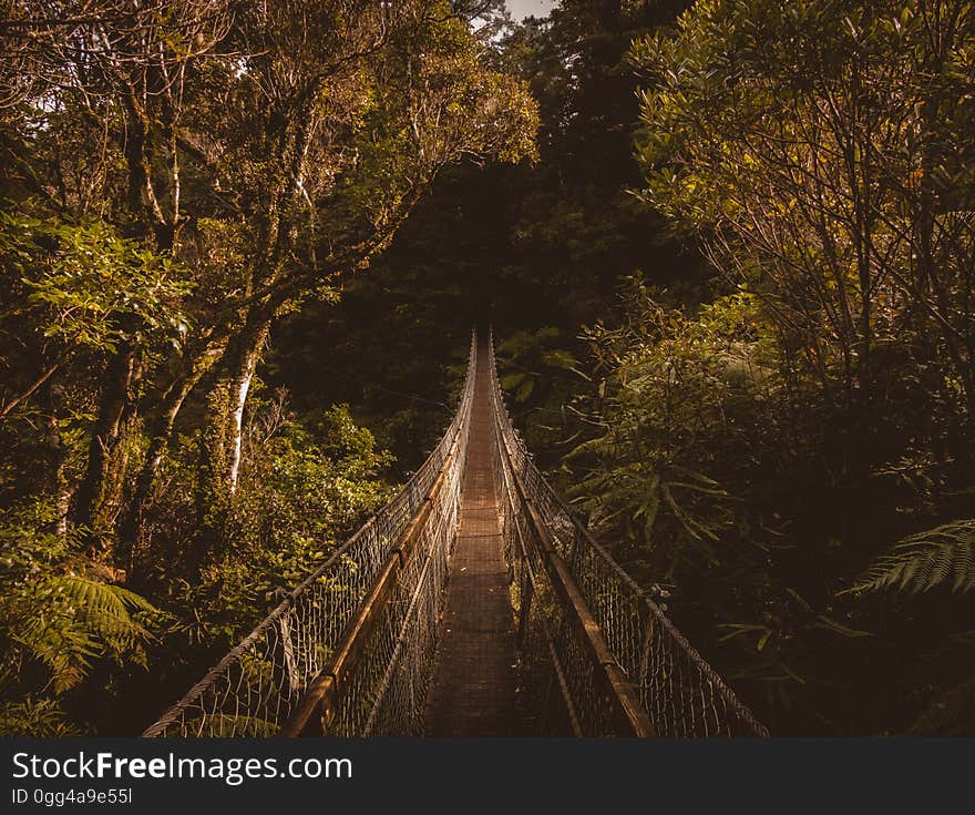 A hanging bridge in a forest in New Zealand. A hanging bridge in a forest in New Zealand.