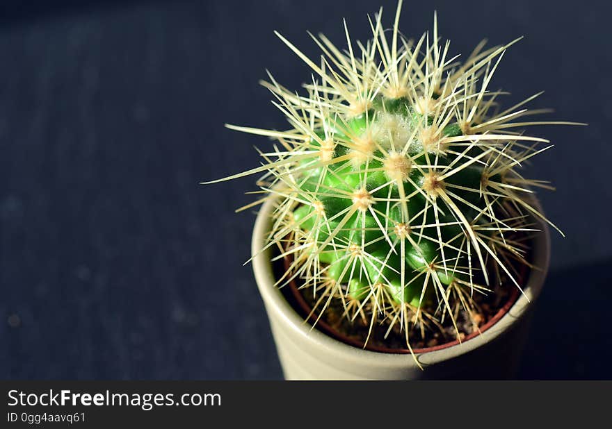 Closeup of a cactus in a pot.