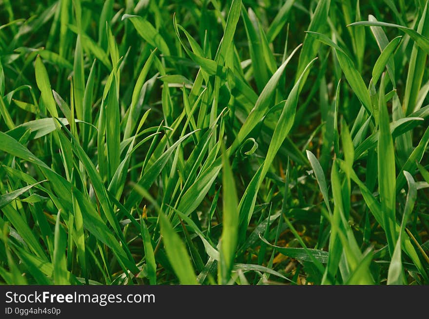 Closeup of blades of grass.