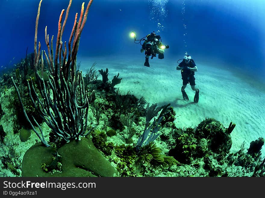 2 Scuba Diver Underwater