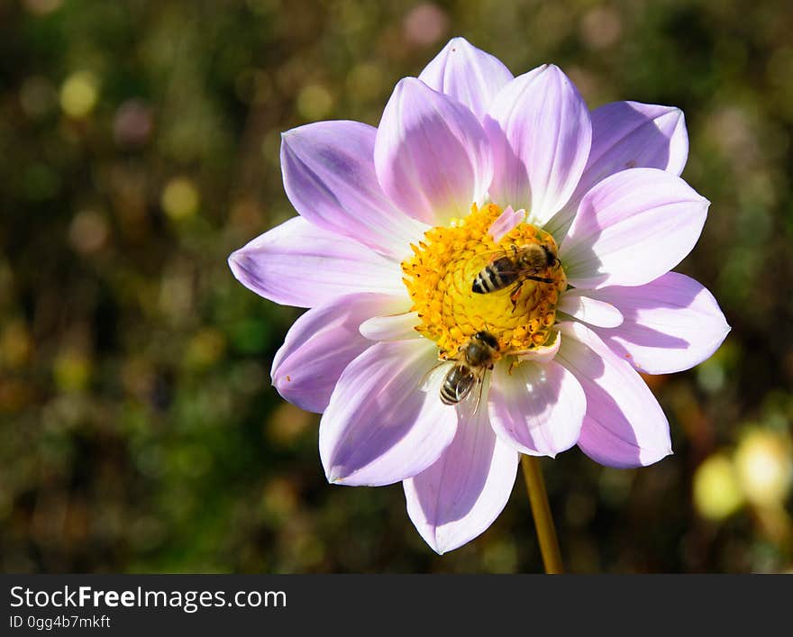 Pink White Petaled Flower