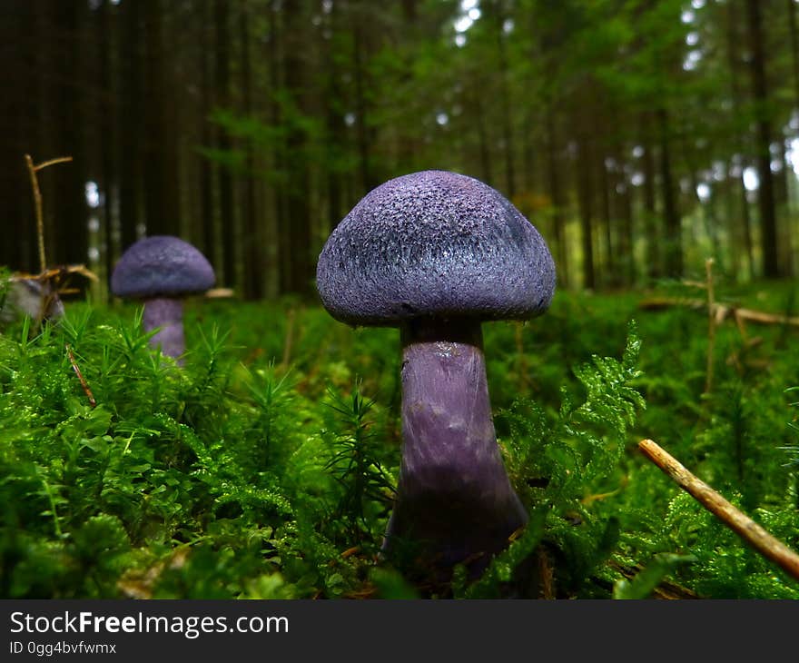 Purple Mushrooms on Green Field