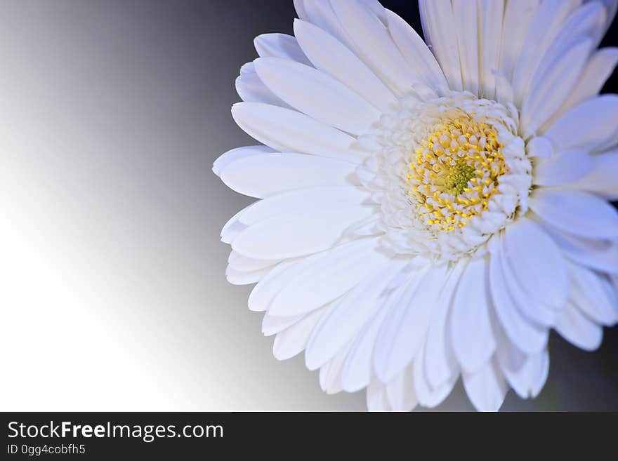 White and Yellow Flower