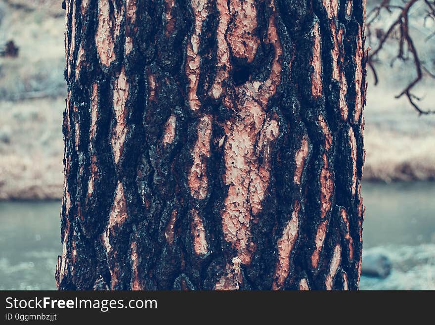 A close up of an old trunk`s bark. A close up of an old trunk`s bark.