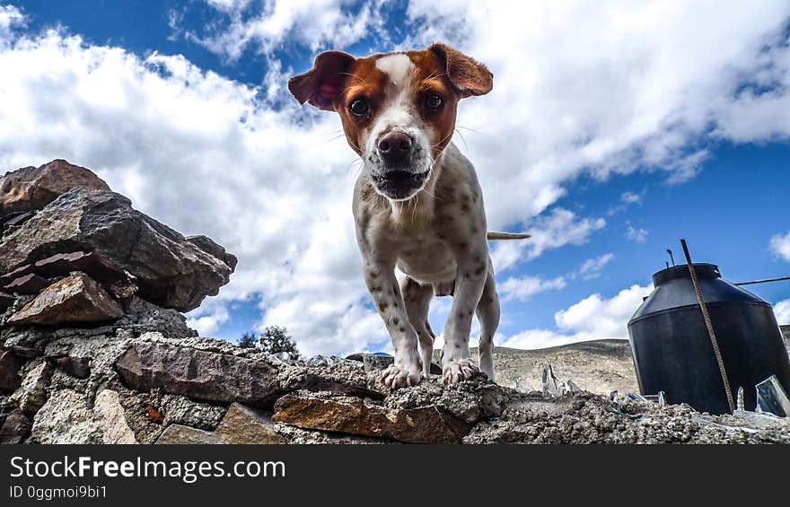 Mixed breed dog standing on a rocky ledge, taken from a low perspective. Mixed breed dog standing on a rocky ledge, taken from a low perspective.