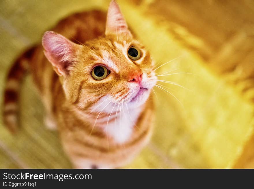 A curious tabby looking up.