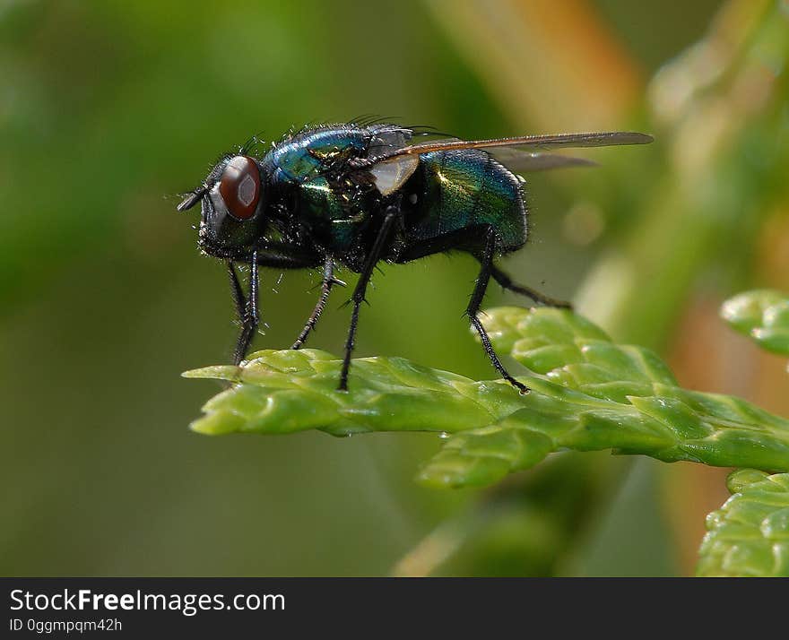 Close-up of Insect on Leaf