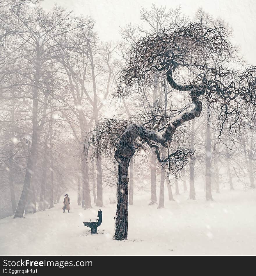 Bare Trees on Snow Covered Landscape