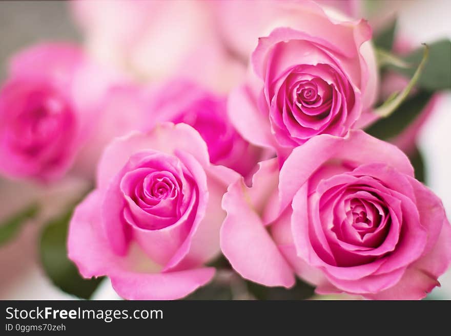 A bouquet of colorful pink roses on a table.