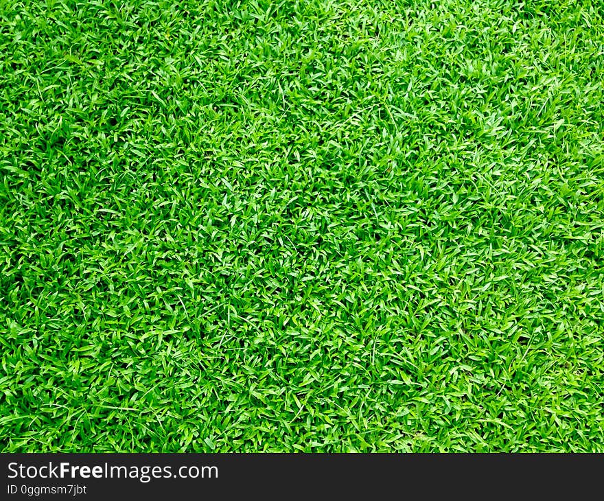 A background of bright green grass.