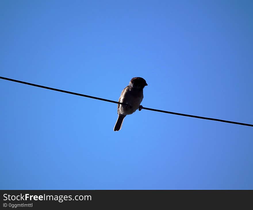 A sparrow perched on a cable and the blue sky in the background. A sparrow perched on a cable and the blue sky in the background.