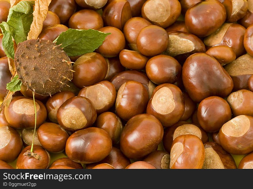 A pile of fresh chestnuts and a complete fruit.