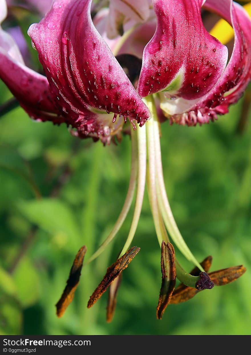 Macro Photo of Red Flower in Bloom during Daytime