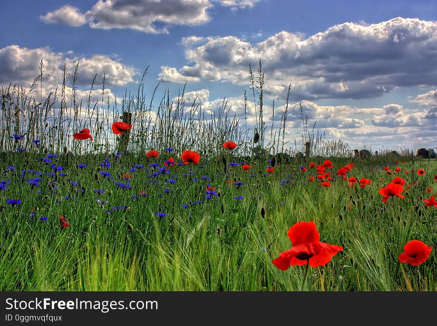 Red Petaled Flowers With Blue Petaled Flowers on a Field during Daytime